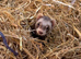 Female Ferret