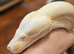 Stunning Adult Kahl Albino Boa (proven female)