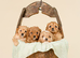 Beautiful F1b Cavapoo Puppies