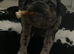 For sale to Extremely Good home special Frug girl 2 years old