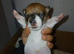 Jack russell puppies