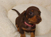 2 mini dachshund girls READY NOW