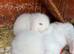 3 white available