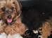 Last boy ready now Biewier terrier puppy