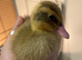 Indian runner duck fertile hatching eggs