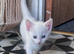 2 x female kittens
