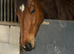 Offered for sale as broodmare - carries competition producing lines -Eventing, Showjumping, Dressage