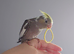 Hand reared silly tame DNA sexed baby cockatiels