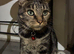 Joy the bengal