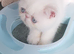 Colour Point Exotic  Shorthair Kittens Ready now