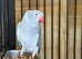 Grey adult female ringneck