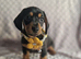 Stunning smooth haired miniature dacshund