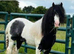 Wanted: adopt, part or full loan