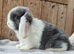 Mini lop babys ready now