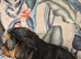 Ready now Yorkshire terrier puppies