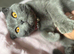 Female Scottish fold cat