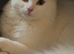 Cotton cat
