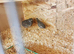 Young Chinese painted quail and