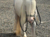 Peanuts lovely quiet lead rein pony