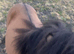 2 Colts And 2 Fillys Dun and Spotted " Mare Miniature Horse