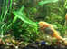 Adult Albino Bristlenose Pleco Ancistrus  - 1 male+1 female. Fast delivery within mainland UK.