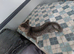Beautiful British Shorthair male kitten