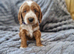Beautiful Cockerpoo Puppies