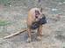 Standard red fawn/pied French bulldog