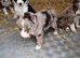 Last 1 ready soon border collie puppies