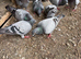 Pigeons
