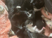 beautiful kittens looking for forever home