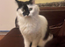 Female cat spayed for sale