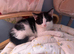 Stunning litter off kittens REDUCED