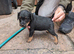 Lakeland pups