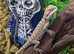 Hypo Bearded Dragons at Birmingham Reptiles