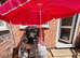 8 large GSD puppies for sale