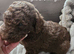 Beautiful standard poodle puppies