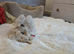 ORIGINAL Bichon Male 8Weeks parents available to see
