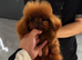 Teacup korean asian toy poodle stud