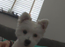 1 year old Pomeranian cross