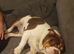 Gorgeous female English bulldog kc registered
