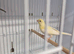 Mosaic young