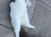 Gorgeous female turkish van cat spayed