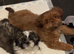 Gorgeous little imperial shih