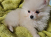 Pomeranian puppies ready now 2 males