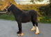 Black cob filly