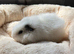 Boy guinea pigs for sale