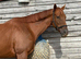 16.3 chestnut gelding