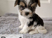Yorkshire Biewer Terrier Puppies