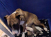 Selling our 10 lovely puppies